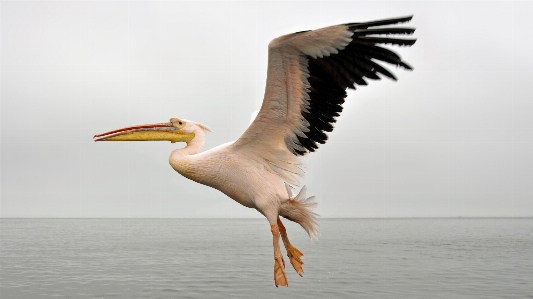 Foto Laut alam burung sayap