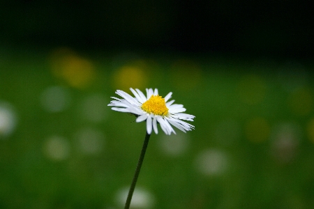 Nature grass blossom plant Photo