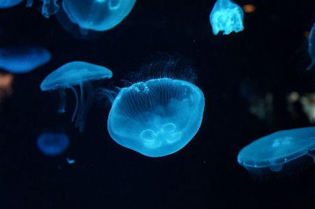 海 生物学 クラゲ 青 写真