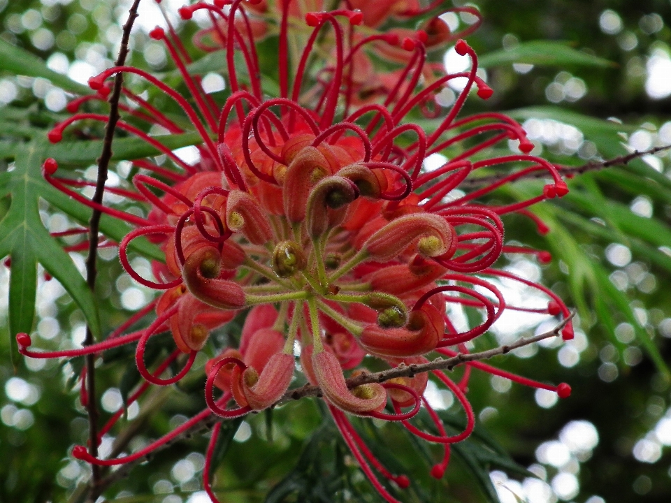 Blossom plant flower red