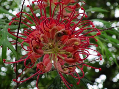 Blossom plant flower red Photo