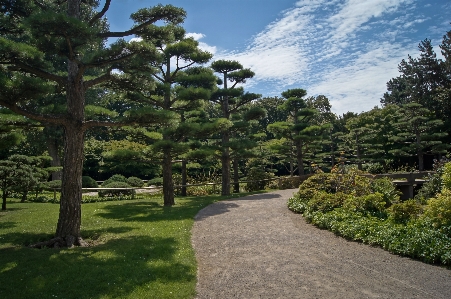 Tree forest trail lawn Photo