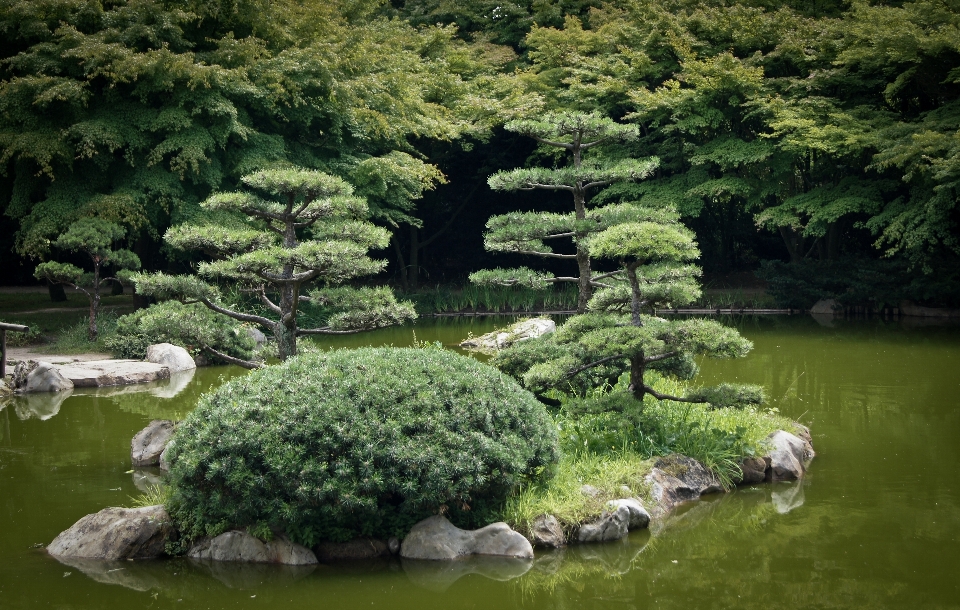 Baum wasser anlage blume