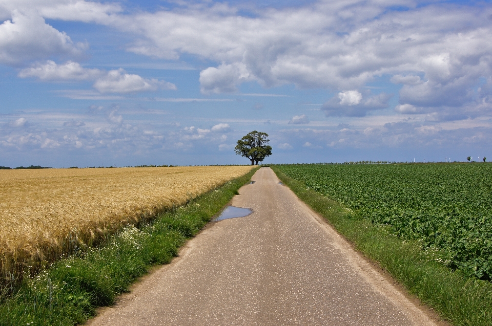 Paesaggio albero erba orizzonte