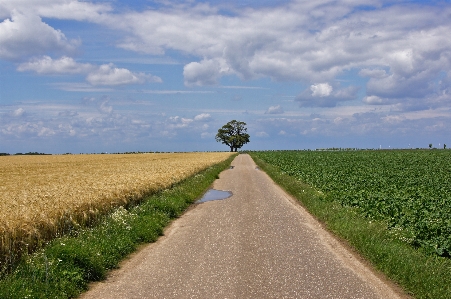 Landscape tree grass horizon Photo