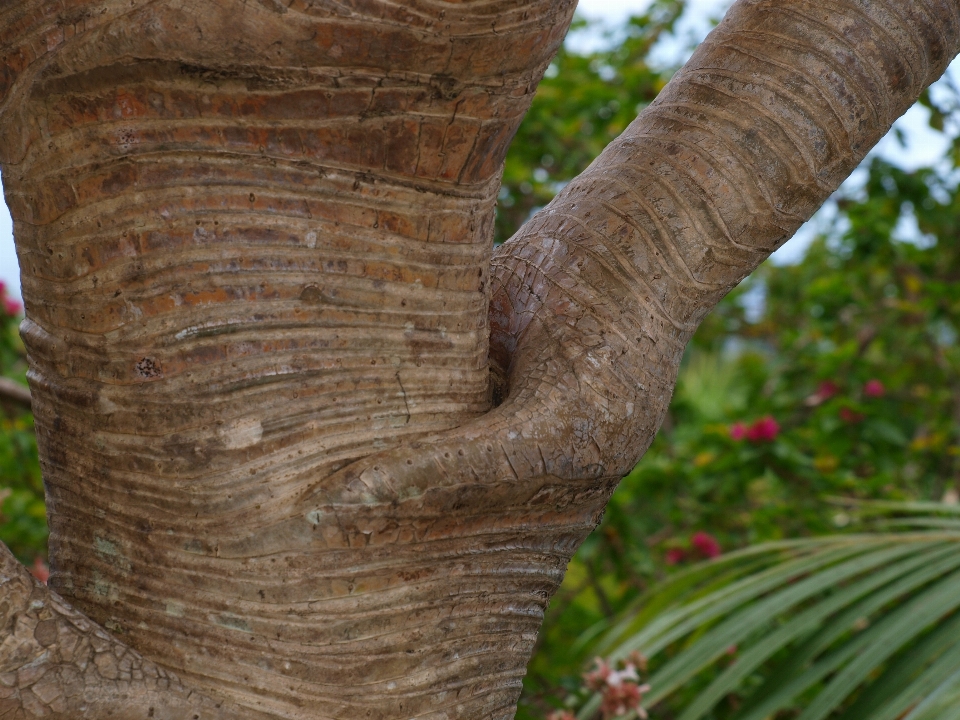 árvore filial plantar madeira