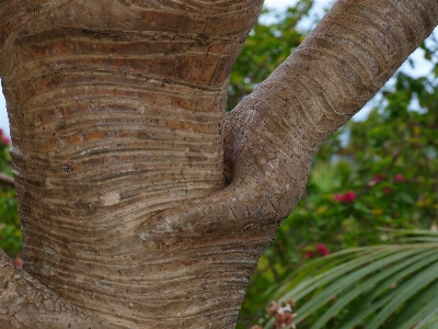 Tree branch plant wood Photo