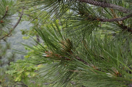 Tree nature forest branch Photo