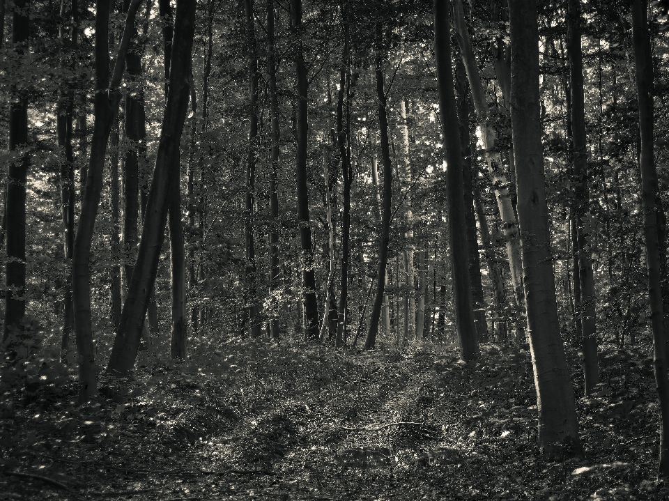 Paysage arbre nature forêt