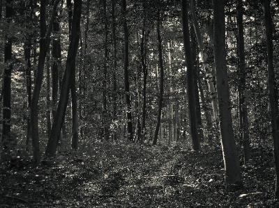 Foto Lanskap pohon alam hutan