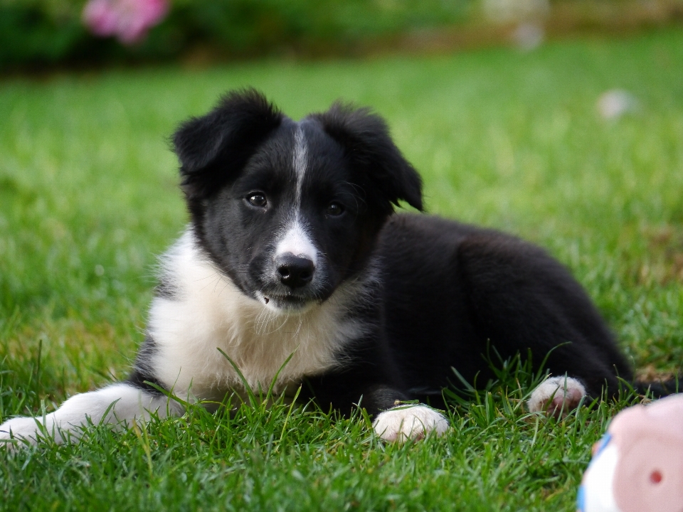 Chiot chien mammifère border collie
