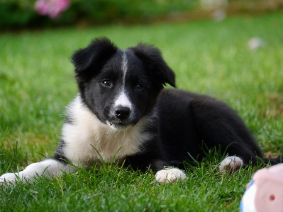 Foto Anak anjing mamalia collie perbatasan
