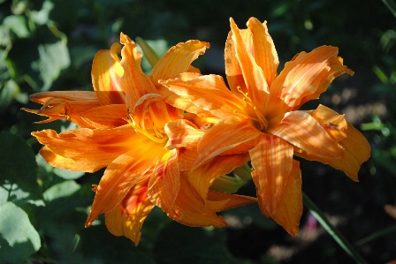 植物 葉 花 花弁 写真