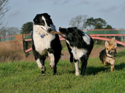 Foto Correre cane collie
 mammifero