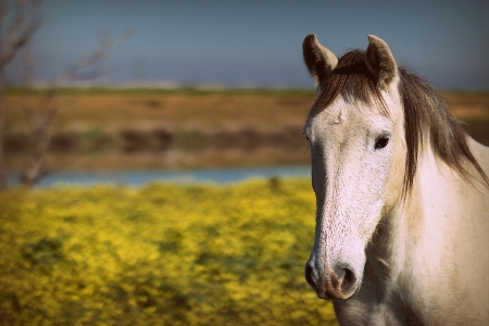 Nature countryside animal country Photo