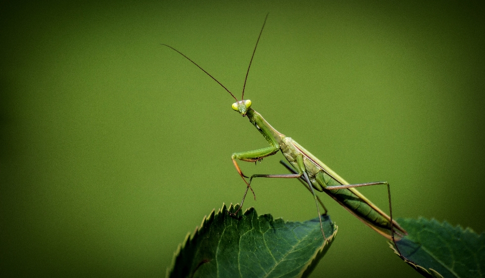 Nature aile la photographie feuille