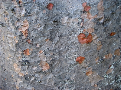 Nature rock plant wood Photo