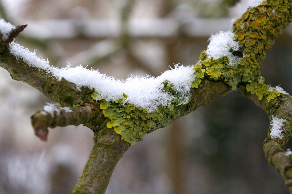 Tree nature forest branch