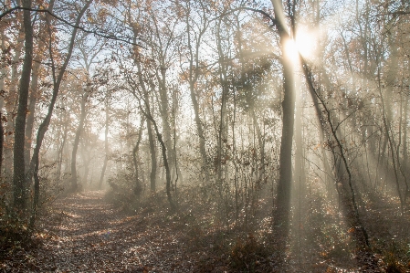 Tree nature forest wilderness Photo