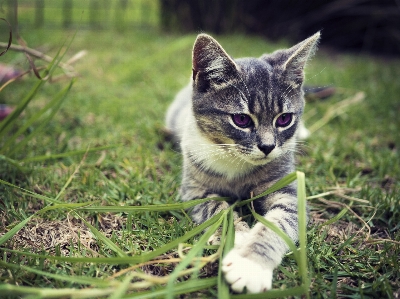 Nature grass outdoor field Photo