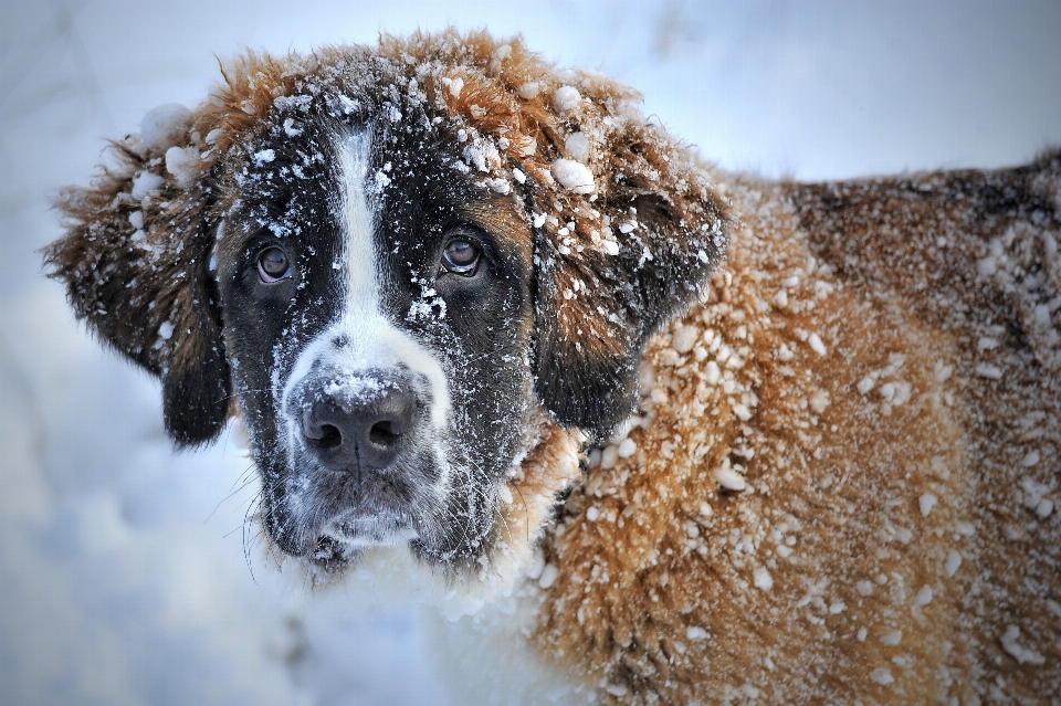 雪 冬 子犬 犬