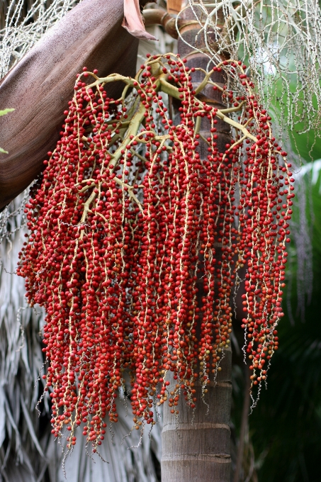 Tree nature branch plant