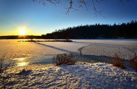 Tree nature snow cold Photo