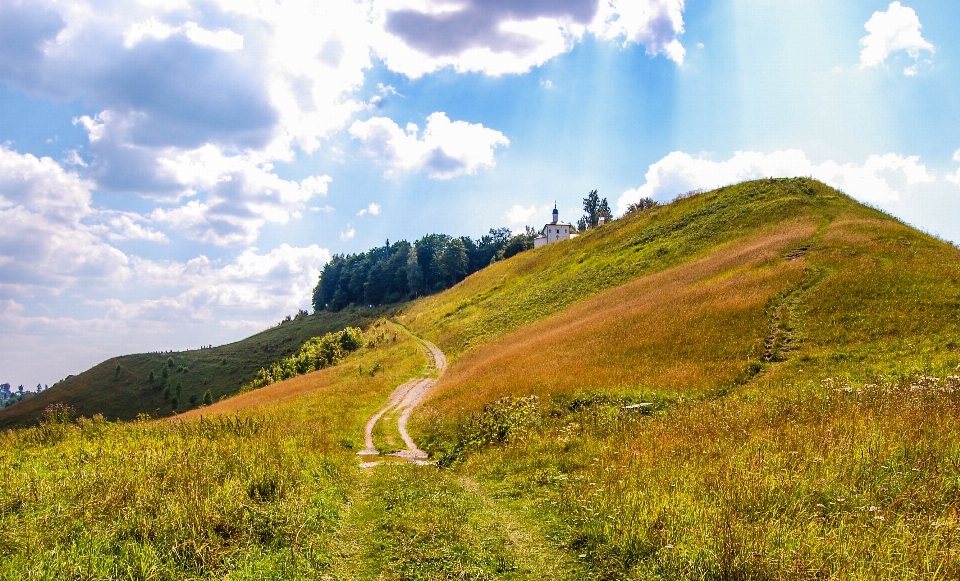 Paesaggio albero natura foresta