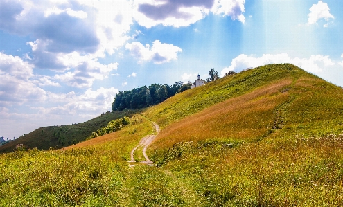 Landscape tree nature forest Photo