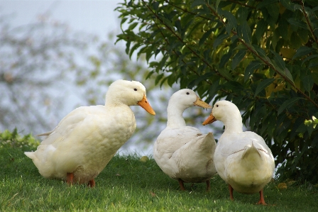 水 自然 鳥 白 写真