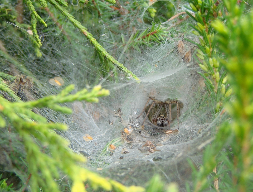 Natura trawa liść dzikiej przyrody