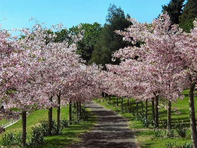 Landscape tree nature forest Photo