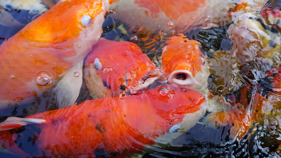 海 水 自然 海洋