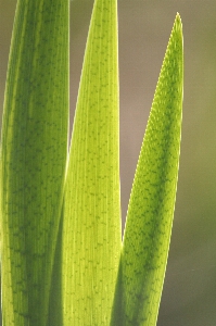 Foto Natura foresta erba pianta