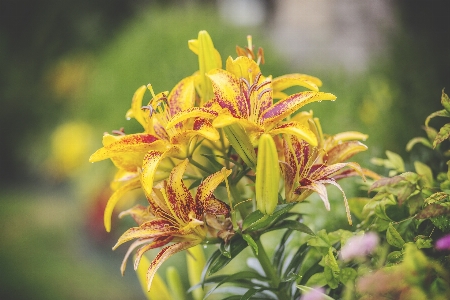 Nature outdoor blossom plant Photo