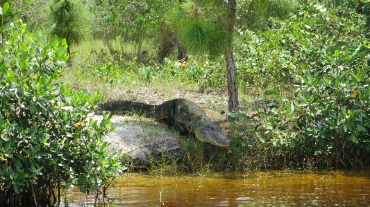 Forest swamp wildlife jungle Photo