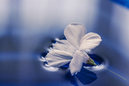 Water blossom plant white Photo