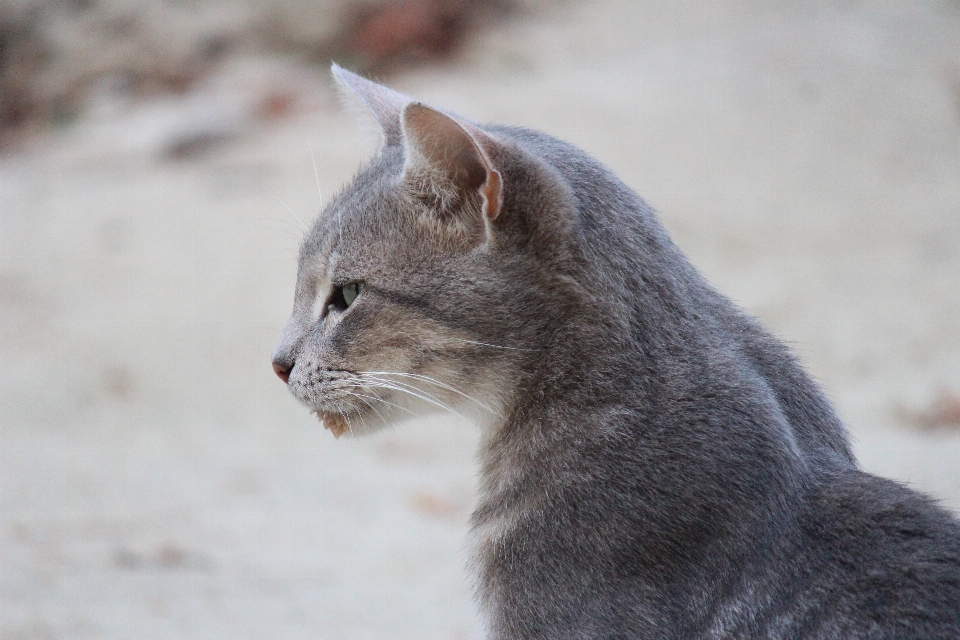 Tier katze säugetier grau