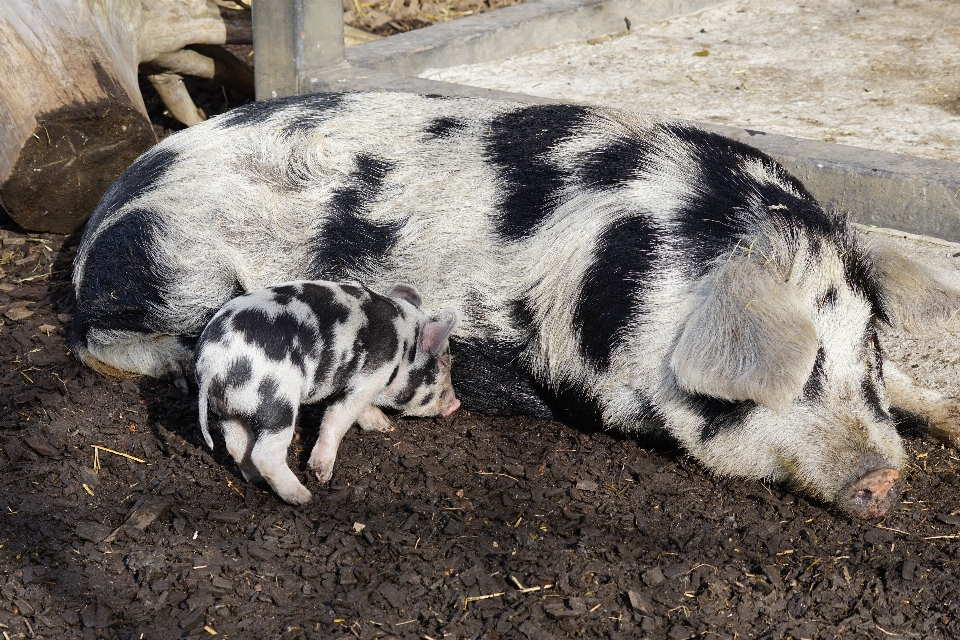 Mamífero presa cerdito
 animales