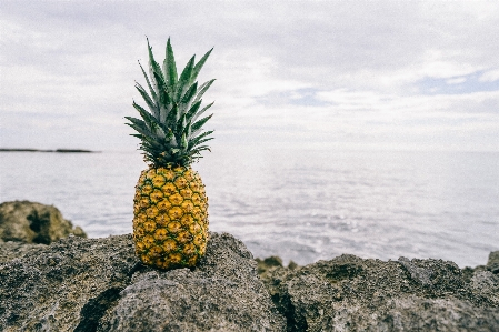 木 自然 海洋 植物 写真