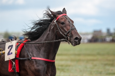 Horse rein mammal stallion Photo