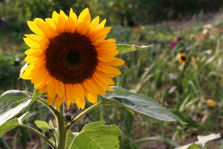 Foto Natureza florescer plantar campo