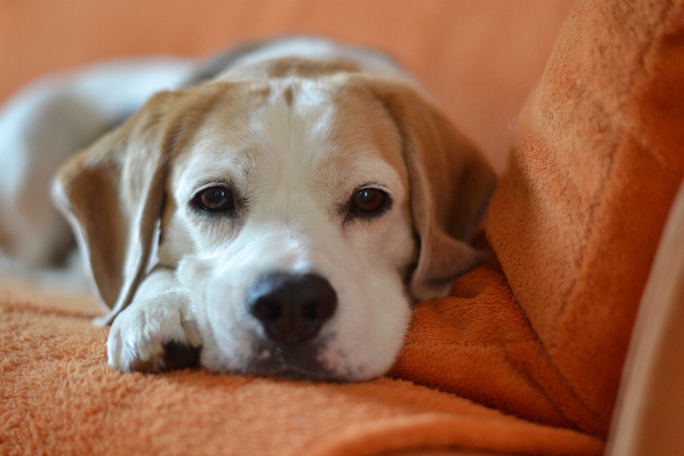 Köpek yavrusu hayvan erkek