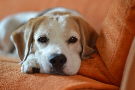 Foto Anak anjing satwa pria