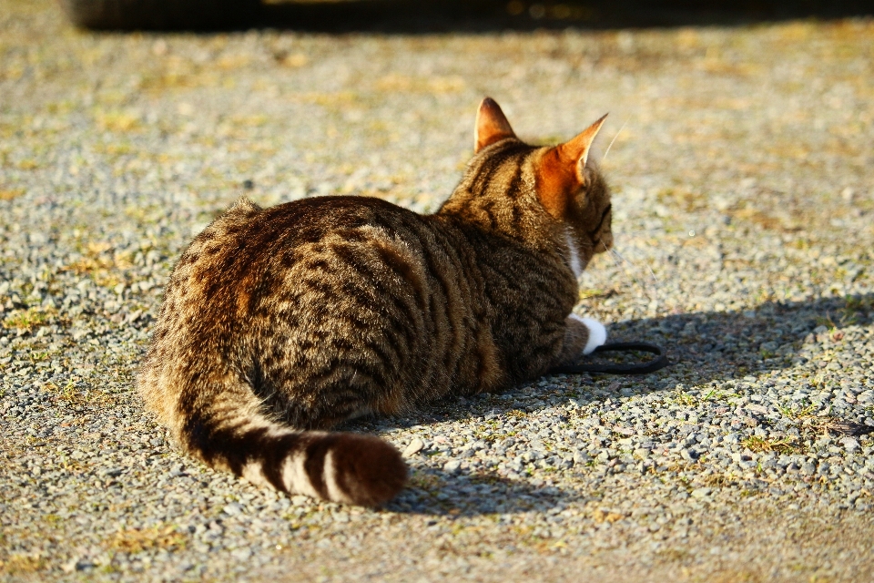 Dzikiej przyrody kotek kot ssak