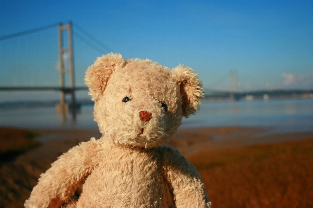 Sweet cute suspension bridge bear Photo