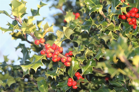 Tree nature branch plant Photo