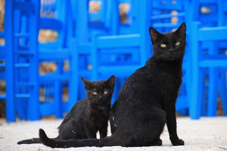 View fur portrait kitten Photo