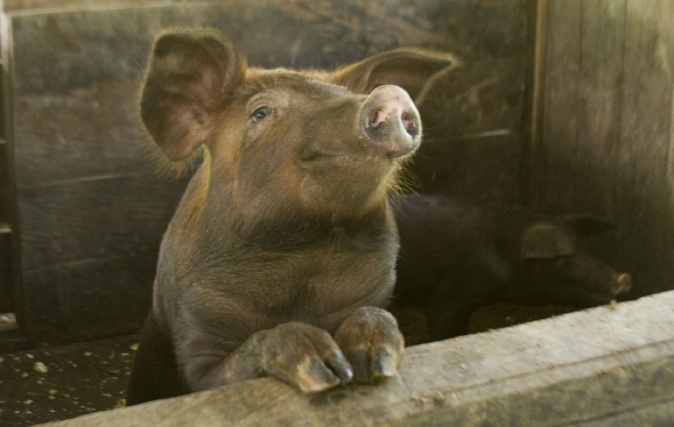 Piedi penna fienile animale