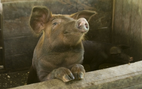 Feet pen barn animal Photo